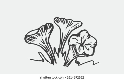 Hand drawn Mushrooms. Illustration of group Chanterelle. Ingredient for cooking. Vector 