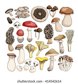 Hand drawn mushrooms isolated on white background. Vector illustration.