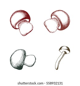 hand drawn mushrooms set
