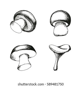 Hand drawn mushrooms set