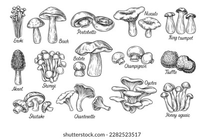 Handgezeichnete Pilzsets. Enokl, Portobello und King Trompete. Niscalo und Honey Agaric, Chanterelle. Ansammlung von Pilzen mit Text. Cartoon-FlachVektorgrafiken einzeln auf grauem Hintergrund