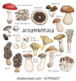 Hand drawn mushrooms set isolated on white background. vector illustration.