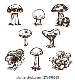 Hand drawn mushrooms sketch set.