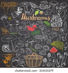 Hand drawn Mushrooms sketch set. Different types of edible and non edible mushrooms doodle collection. Vector drawings on Chalkboard background.