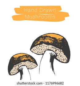 Hand drawn mushrooms. Vector illsutration. Vector mushroom.