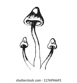 Hand drawn mushrooms. Vector illsutration. Vector mushroom.