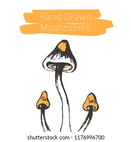 Hand drawn mushrooms. Vector illsutration. Vector mushroom.