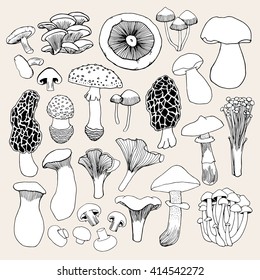 Hand drawn mushrooms. Vector illustration.