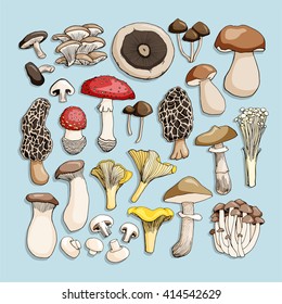 Hand drawn mushrooms. Vector illustration.