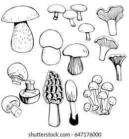 Hand drawn Mushrooms. Vector illustration.