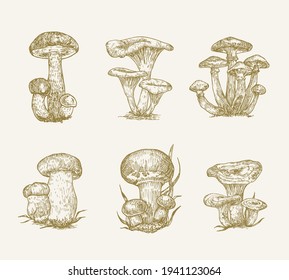 Hand Drawn Mushrooms Vector Illustrations Collection. Champignons, Honey Mushrooms, Orange Cap Boletus, Penny Bun Boletus and Saffron Milk Cap Sketches Set. Natural Plant Food Doodles. Isolated.