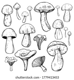 Hand drawn  mushrooms.   Vector sketch  illustration.