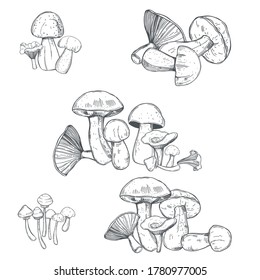 Hand drawn  mushrooms.   Vector sketch  illustration.