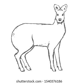 Hand Drawn Musk Deer Sketch. Vector illustration