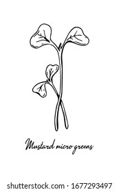 Hand drawn mustard micro greens. Vector illustration in sketch style isolated on white background