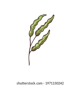 Hand drawn Mustard plant green seedpods, vintage engraving vector illustration isolated on white background. Part of mustard herb producing spicy edible seeds.