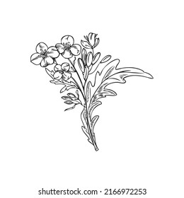 Hand drawn mustard plant sketch style, vector illustration isolated on white background. Black outline flowers on stem with leaves, edible herb, organic