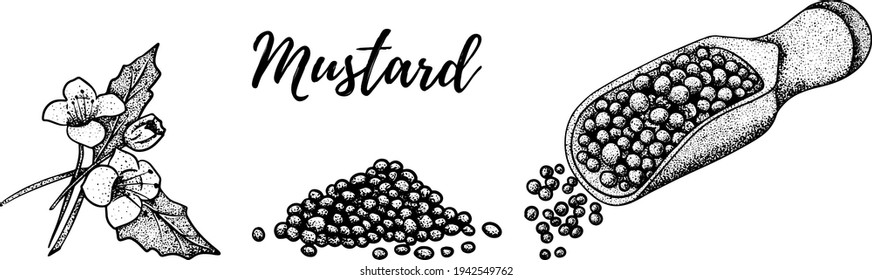 Hand drawn mustard seed vector illustration. Use for cosmetic products or food. Sketch style vector organic food illustration.