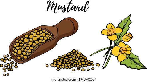 Hand drawn mustard seed vector illustration. Use for cosmetic products or food. Sketch style vector organic food illustration.