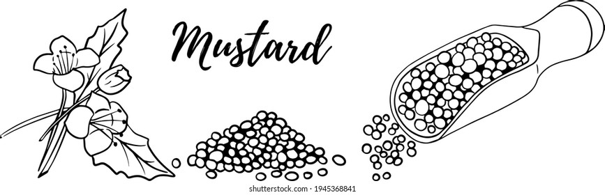 Hand Drawn Mustard Seed Vector Illustration. Use For Cosmetic Products Or Food. Sketch Style Vector Organic Food Illustration.