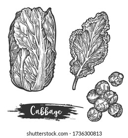 Repollo de napa o boceto dibujado a mano de coliflor chino, codorniz pekinensis con hojas, repollo o kail, borecol, ilustración del vector floral cauli. Cosecha y granja, comestibles naturales, alimentos, ensalada