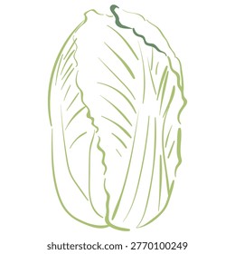 Hand drawn napa cabbage in vector doodle style. Fresh Chinese cabbage vegetable isolated on white background for Asian cuisine, healthy food and farm market design.