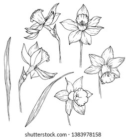 Hand drawn narcissus botanical doodle. Flowers and leaves vector illustration in black outline on white background