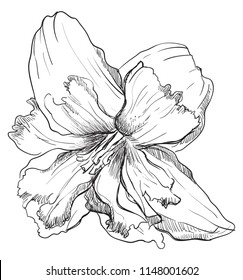 Hand drawn Narcissus flower. Vector monochrome illustration isolated on white background.