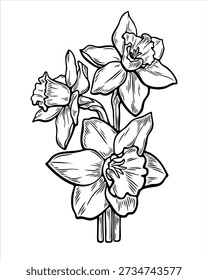 Hand drawn narcissus flower