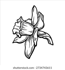 Hand drawn narcissus flower vector, botanical vector drawing, black and white floral illustration
