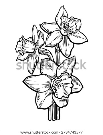Hand drawn narcissus flower vector, botanical vector drawing, black and white floral illustration