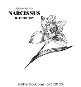 Hand drawn narcissus isolated on white background. Flowers sketches elements. Retro hand-drawn floral vector illustration.