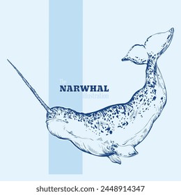 Hand drawn narwhal vector illustration. Belongs to the whale family. Arctic animals. Sketch of a horned whale.