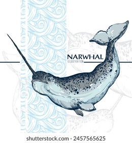 Hand drawn narwhal vector illustration. Belongs to the whale family. Arctic animals. Color sketch of a horned whale.