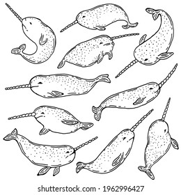 Hand drawn narwhals vector illustration