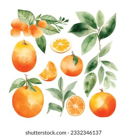 Hand drawn natural fresh watercolor oranges clipart