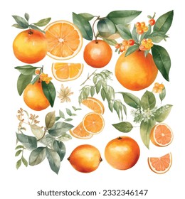 Hand drawn natural fresh watercolor oranges clipart