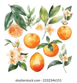 Hand drawn natural fresh watercolor oranges clipart