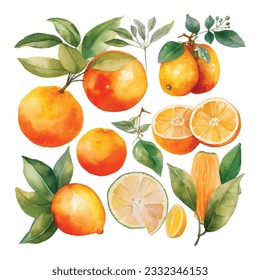 Hand drawn natural fresh watercolor oranges clipart