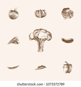 Hand drawn natural sketches set. Collection of broccoli, eggplant, beans and other sketch elements.
