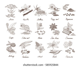 Hand drawn natural spices set with culinary organic herbs and plants isolated vector illustration