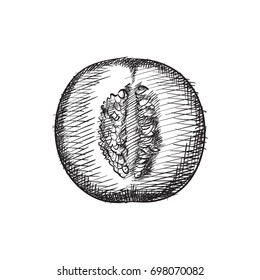 Hand Drawn Nectarine Sketch Symbol. Vector Peach Element In Trendy Style.