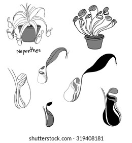 hand drawn Nepenthe and Sarracinia ,Carnivorous Plant vector set