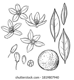 Hand drawn   Neroli (Citrus aurantium).Orange flowers. Vector sketch  illustration