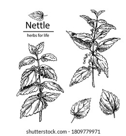 Hand drawn nettle branches with leaves isolated. Vector illustration of herbs on white background for packaging and decor