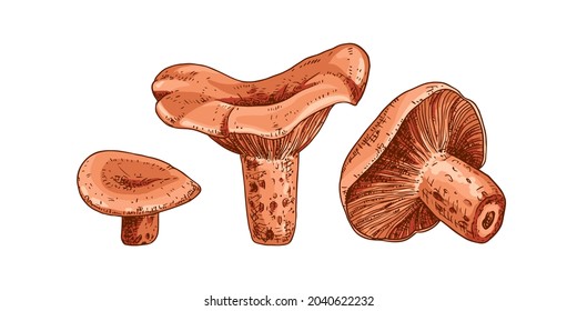 Hand drawn niscalo. Saffron Milk Cap mushroom. Isolated sketch on white background. Vector illustration.