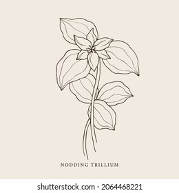 Hand drawn nodding trillium illustration