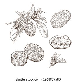 Hand drawn noni. Set sketches with cut noni, branch and flower. Superfood. Vector illustration isolated on white background.