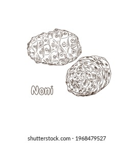 Hand drawn noni. Superfood. Vector illustration isolated on white background.