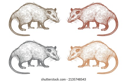 Hand Drawn North American Opossum (Didelphis Virginian) Vector Illustration. Opossum Animal Sketch Engraving Vector Illustration
